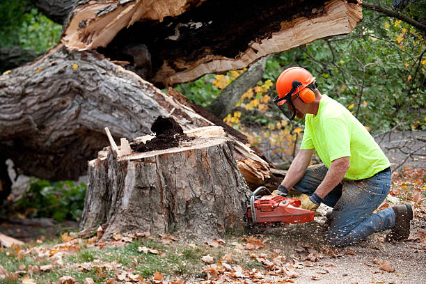 Best Commercial Tree Services  in Pasadena, TX