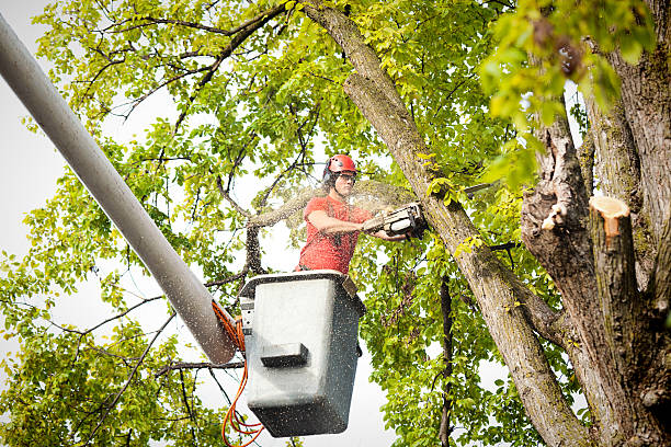 How Our Tree Care Process Works  in Pasadena, TX